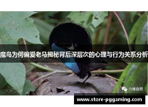 魔鸟为何偏爱老马揭秘背后深层次的心理与行为关系分析